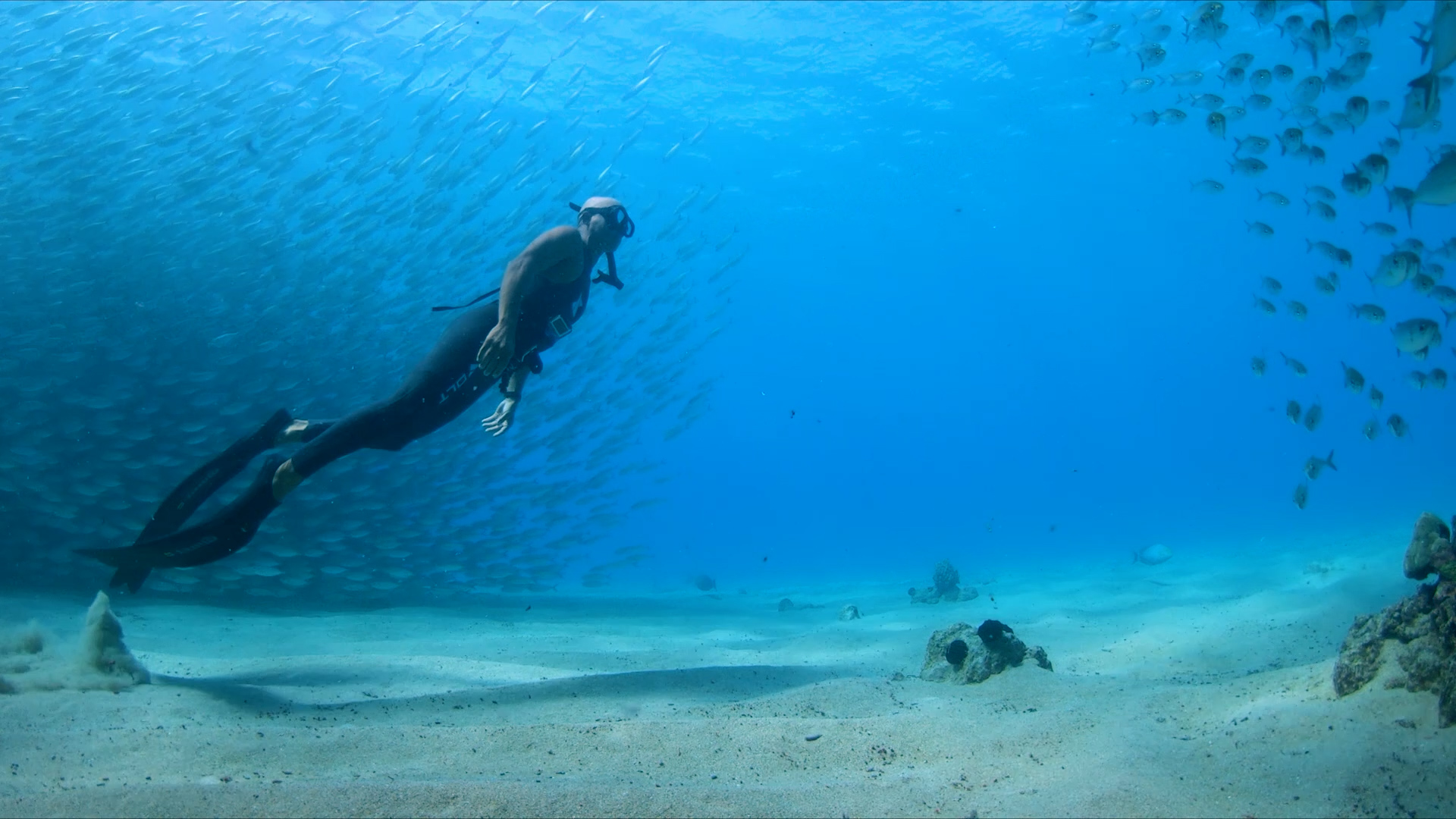 Everything Hawaii: Night Dive